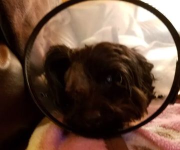 Animal Eye Care Clinic