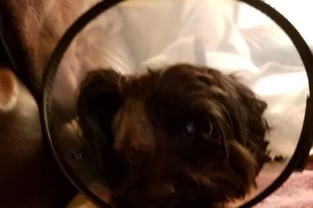 Animal Eye Care Clinic