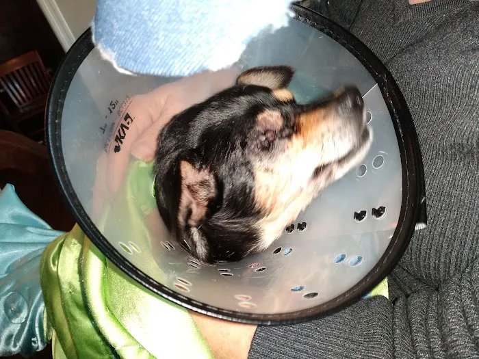 Animal Eye Care Clinic 12