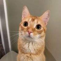 Oak Grove Animal Clinic ico