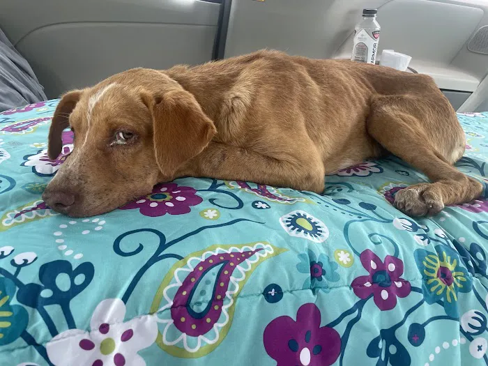 Oak Grove Animal Clinic 12