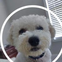 Athens Animal Hospital ico