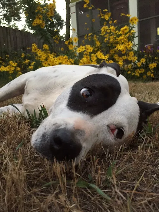 Athens Animal Hospital 3