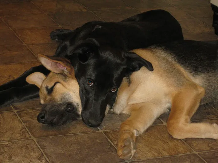 Athens Animal Medical Clinic 5
