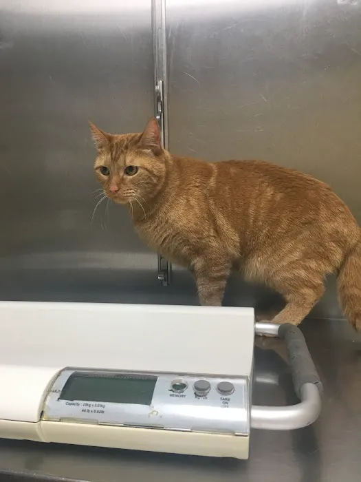 Boulevard Animal Hospital 2