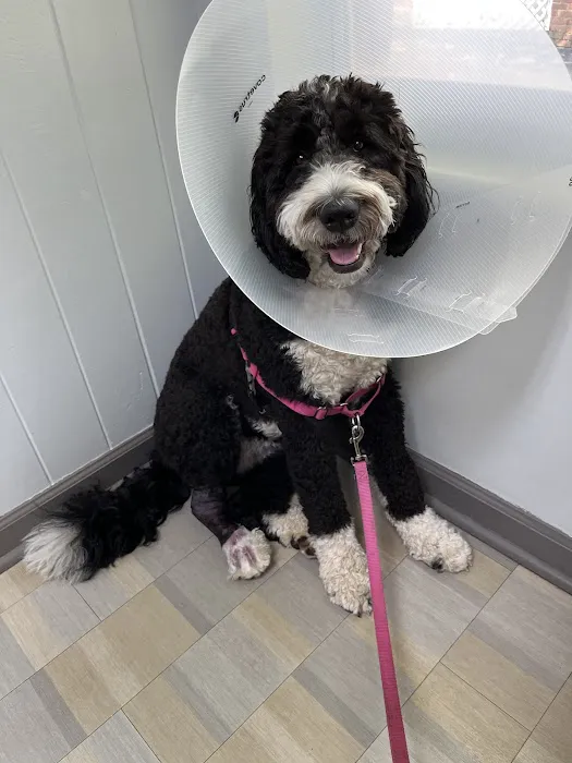 Boulevard Animal Hospital 6