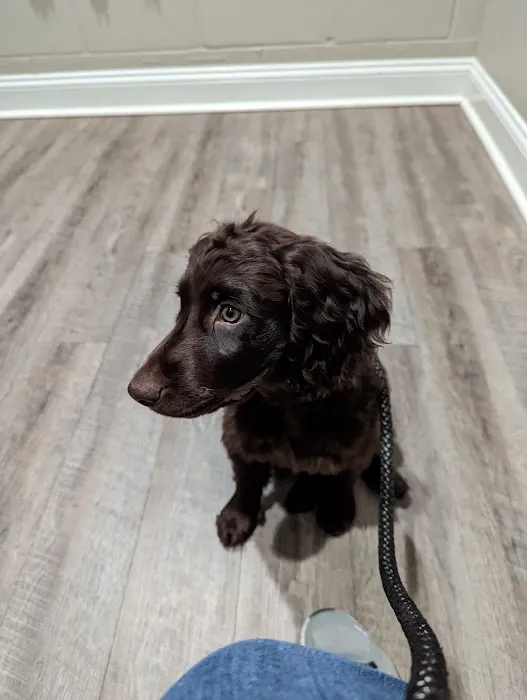 Vet At Blueridge 2