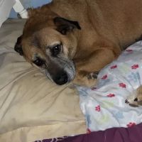 Vet At Blueridge ico