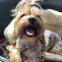 North Oconee Animal Hospital ico