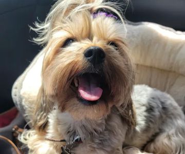 North Oconee Animal Hospital