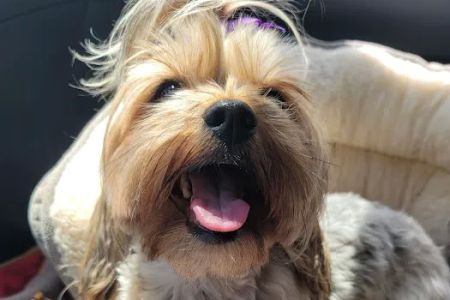 North Oconee Animal Hospital