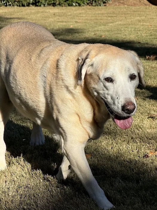 North Oconee Animal Hospital 12
