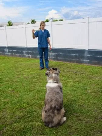 North Oconee Animal Hospital 12