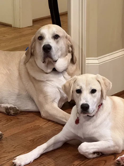North Oconee Animal Hospital 12