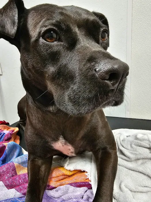 North Oconee Animal Hospital 12