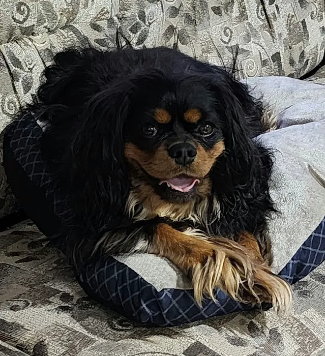Four Paws Animal Hospital 12