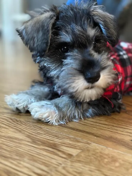 Four Paws Animal Hospital 12