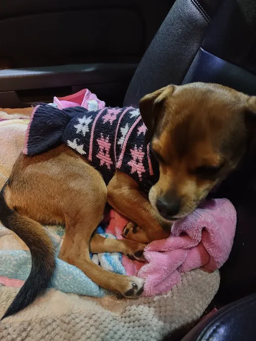 Four Paws Animal Hospital 12