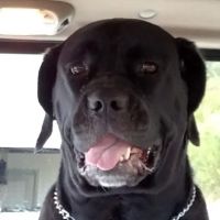 Four Paws Animal Hospital ico