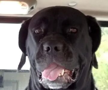 Four Paws Animal Hospital