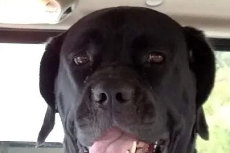 Four Paws Animal Hospital