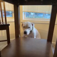 UGA Pet Health Center ico