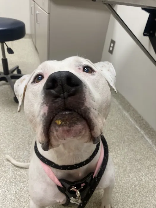 UGA Pet Health Center 5