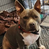 Gaines Shoal Animal Clinic ico