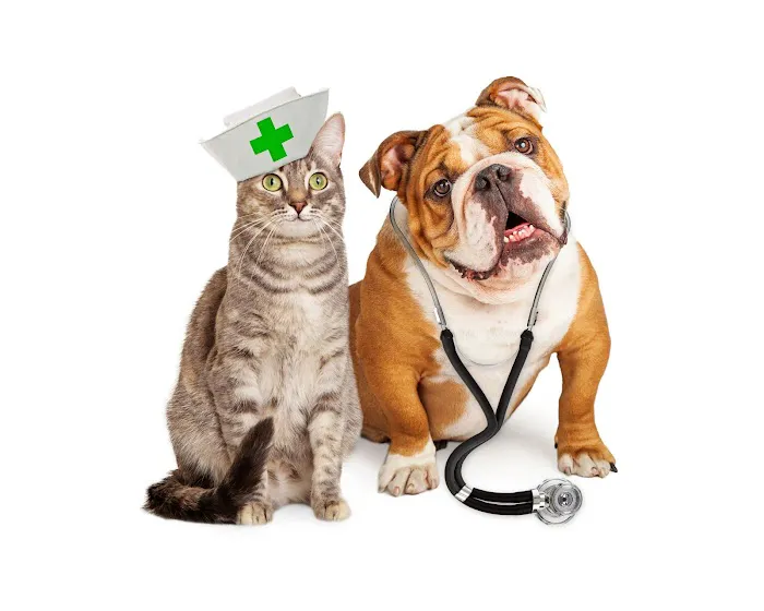 Bethel Animal Hospital 12