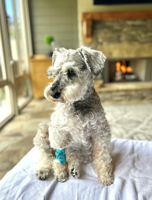 Bethel Animal Hospital 12