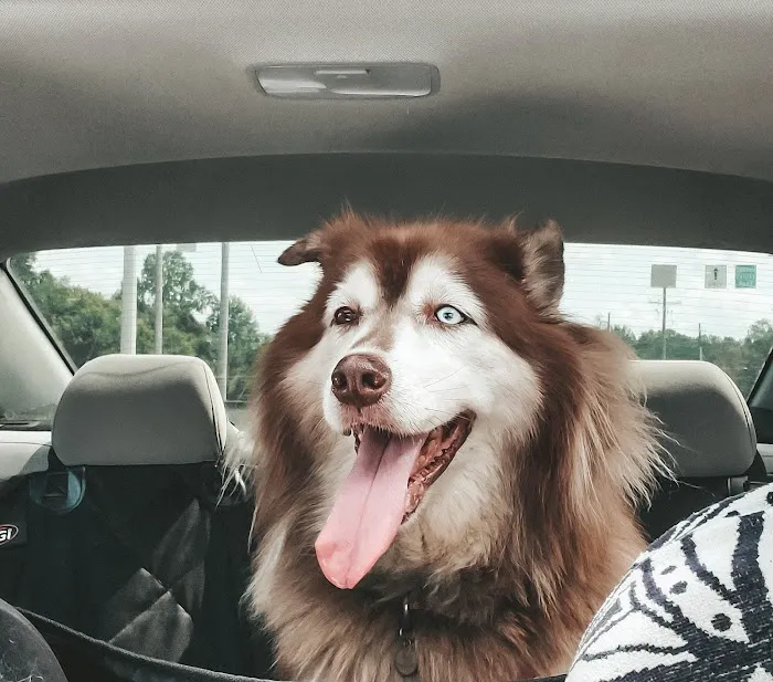 Bethel Animal Hospital 12