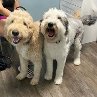 easyvet Veterinarian Cumming ico