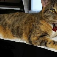 Pet Vet Inc. ico