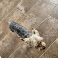 Walmart Pet Services ico