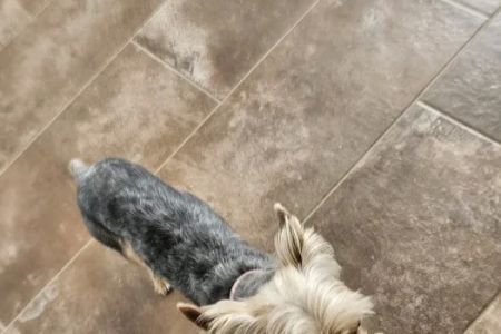 Walmart Pet Services