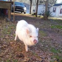 Clermont Veterinary Hospital: Ingle Linda K DVM ico