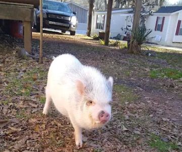 Clermont Veterinary Hospital: Ingle Linda K DVM