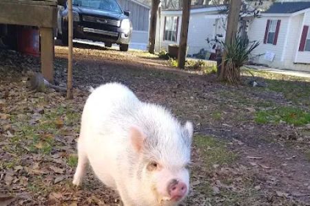 Clermont Veterinary Hospital: Ingle Linda K DVM