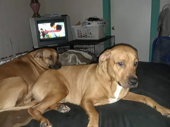 Clermont Veterinary Hospital 12