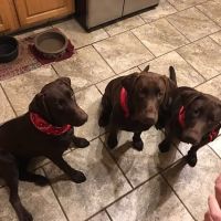 Clermont Veterinary Hospital ico