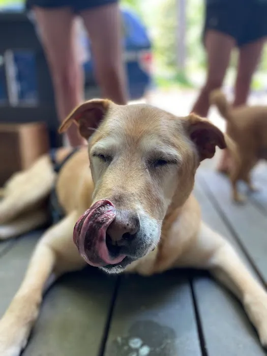 North Forsyth Animal Hospital 12