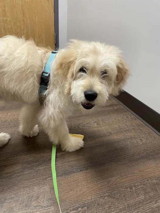 North Forsyth Animal Hospital 12