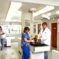 Animal Medical Care ico