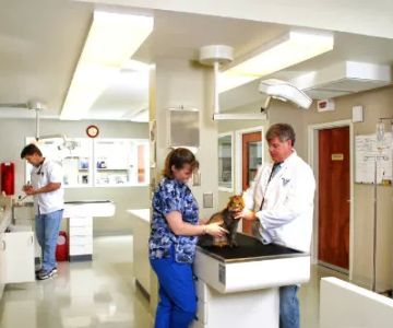 Animal Medical Care