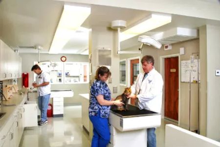 Animal Medical Care
