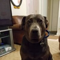 Browns Bridge Animal Hospital ico