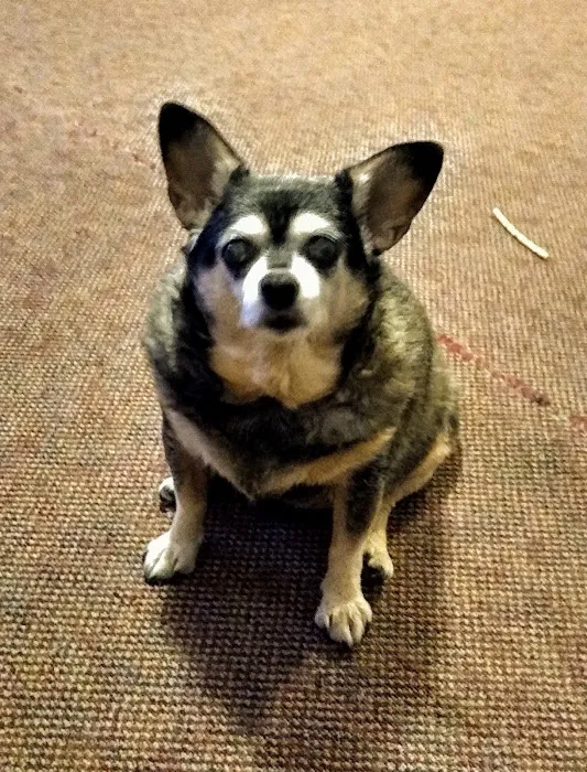 Animal Emergency of Gainesville 12