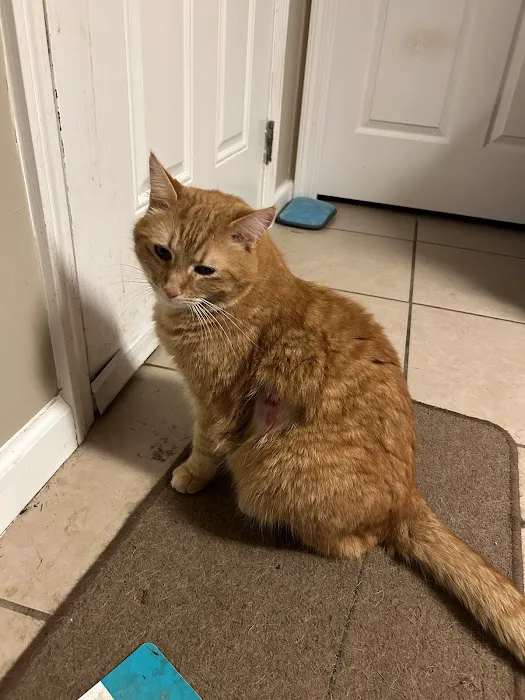 Animal Emergency of Gainesville 12