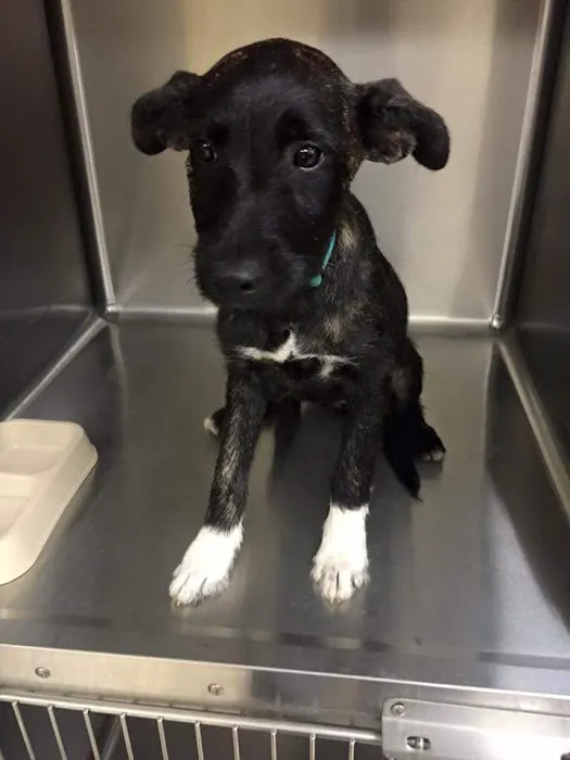 Animal Emergency of Gainesville 12
