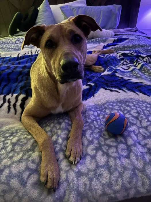 Animal Emergency of Gainesville 12